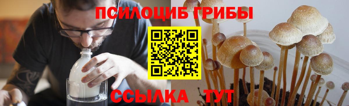 Псилоцибиновые грибы прущие грибы  Вход с VPN  Тамбов 